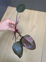 Philodendron Pink Princess - Rare