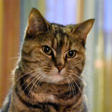 Profile image of MomoTheCat