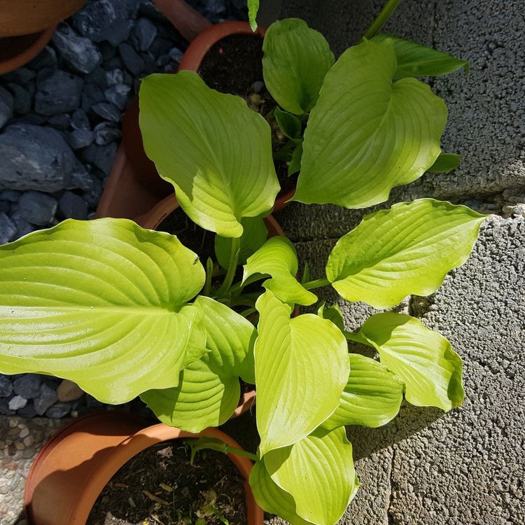 Grünpflanze, weissen, duftenden Blüten Kaufen auf Ricardo