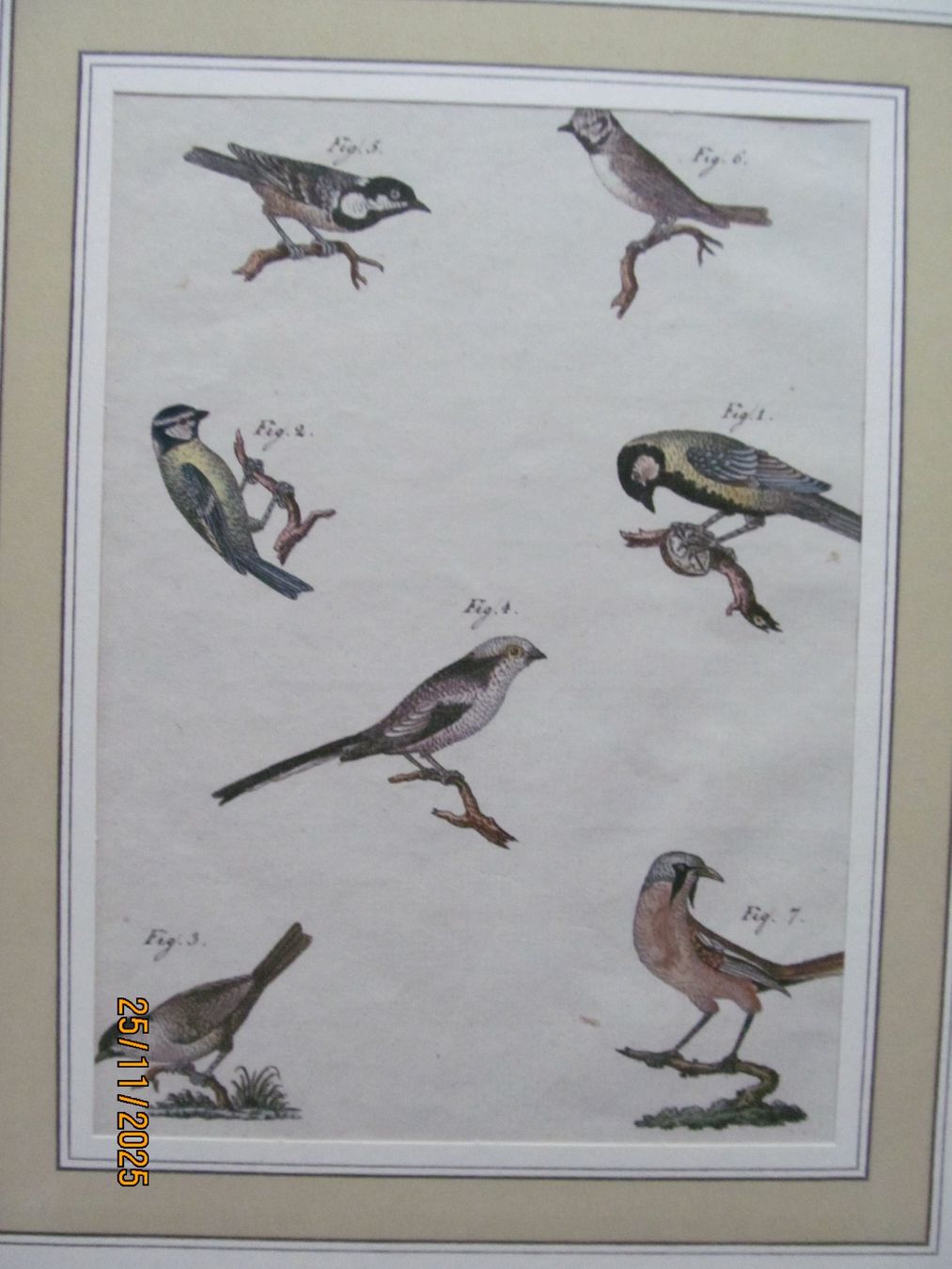 Grafica & Litografie: Diverse Vogelbilder  5 Blätter – Nuovo (secondo la descrizione) da Hergiswil NW venduto da Panda1990 4
