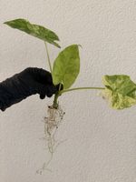 Alocasia Macrorrhiza Aurea Variegata im SB-Topf