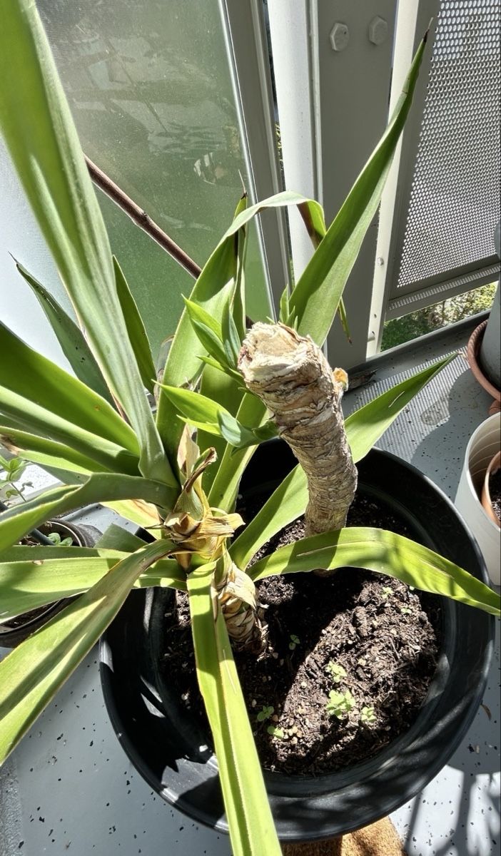 Plantes & graines: Yucca Pflanze 2-er Stamm – D'occasion à Zürich par keinweiss 1