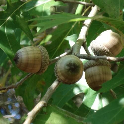 Piante & sementi: Chêne de Shumard  20-30cm – Nuovo (secondo la descrizione) da Bremblens venduto da FIBONACCI369 4