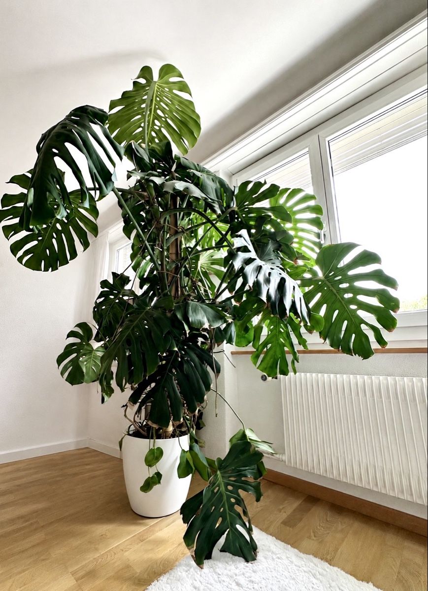 Pflanzen & Samen: Monstera Deliciosa – Gebraucht aus Bern von ACR12 4