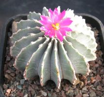 Kaktussamen / Geohintonia mexicana