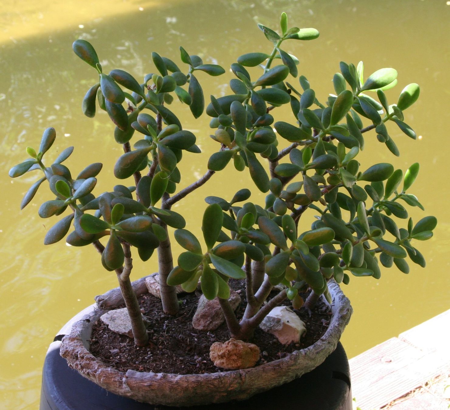 Plantes & graines: Geldbaum-Wald – D'occasion à Gretzenbach par Sikim 1