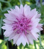 Samen Kornblume 2024 15 Samen