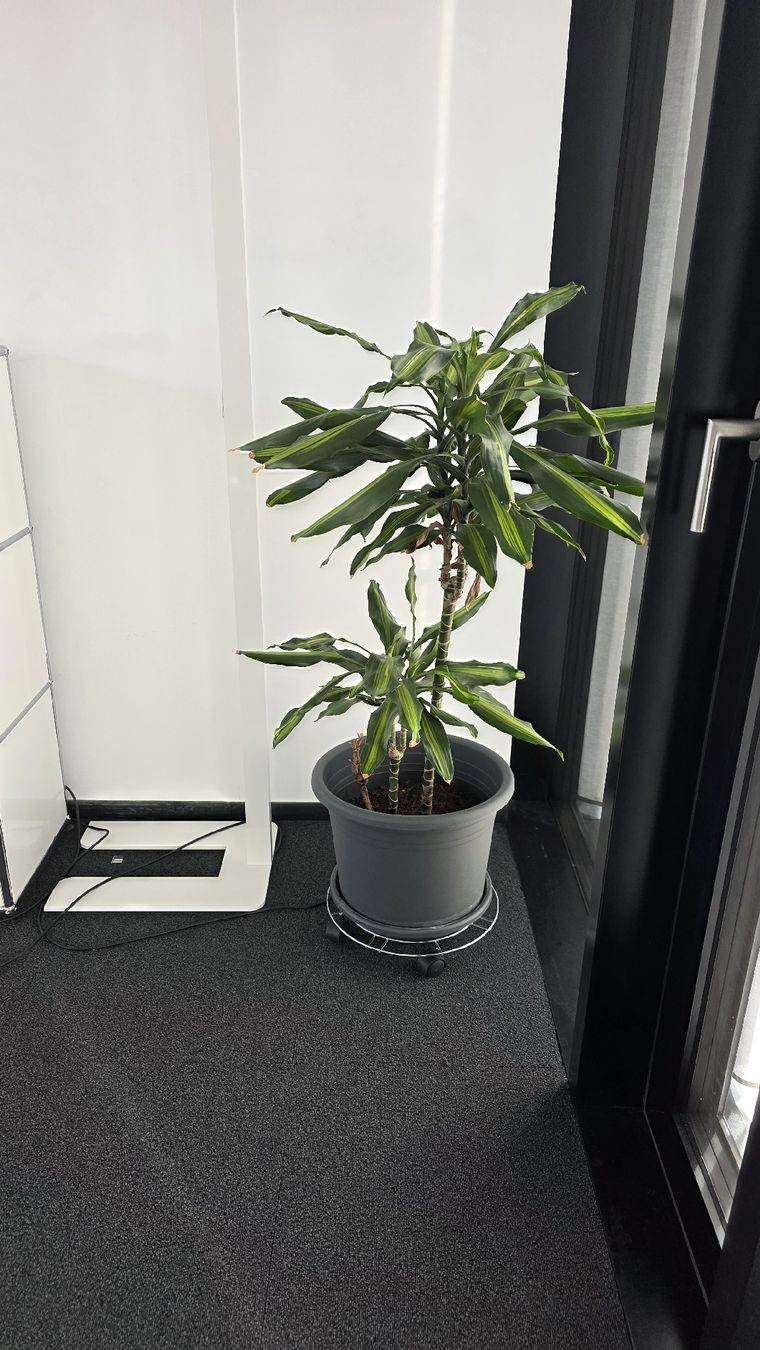 Pflanzen & Samen: Zimmerpflanze Dracaena Grösse ca. 100cm – Gebraucht aus Sirnach von adr_bc59 2