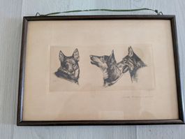 Antike Radierung Schäferhunde