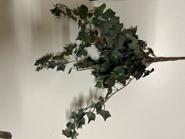 gummibaum erde kaufen Gummibaum - Ficus elastica Robusta :27 H:110 cm