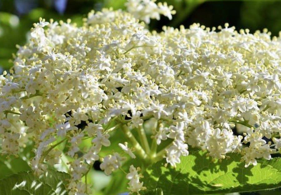 Schwarzer Holunder Strauch/Baum Gartenpflanze Acheter sur Ricardo