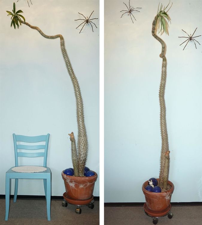 eigenwillige Madagaskar Palme über 2m Kaufen auf Ricardo