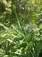 Blühender Agapanthus, südafr. Schmucklilie