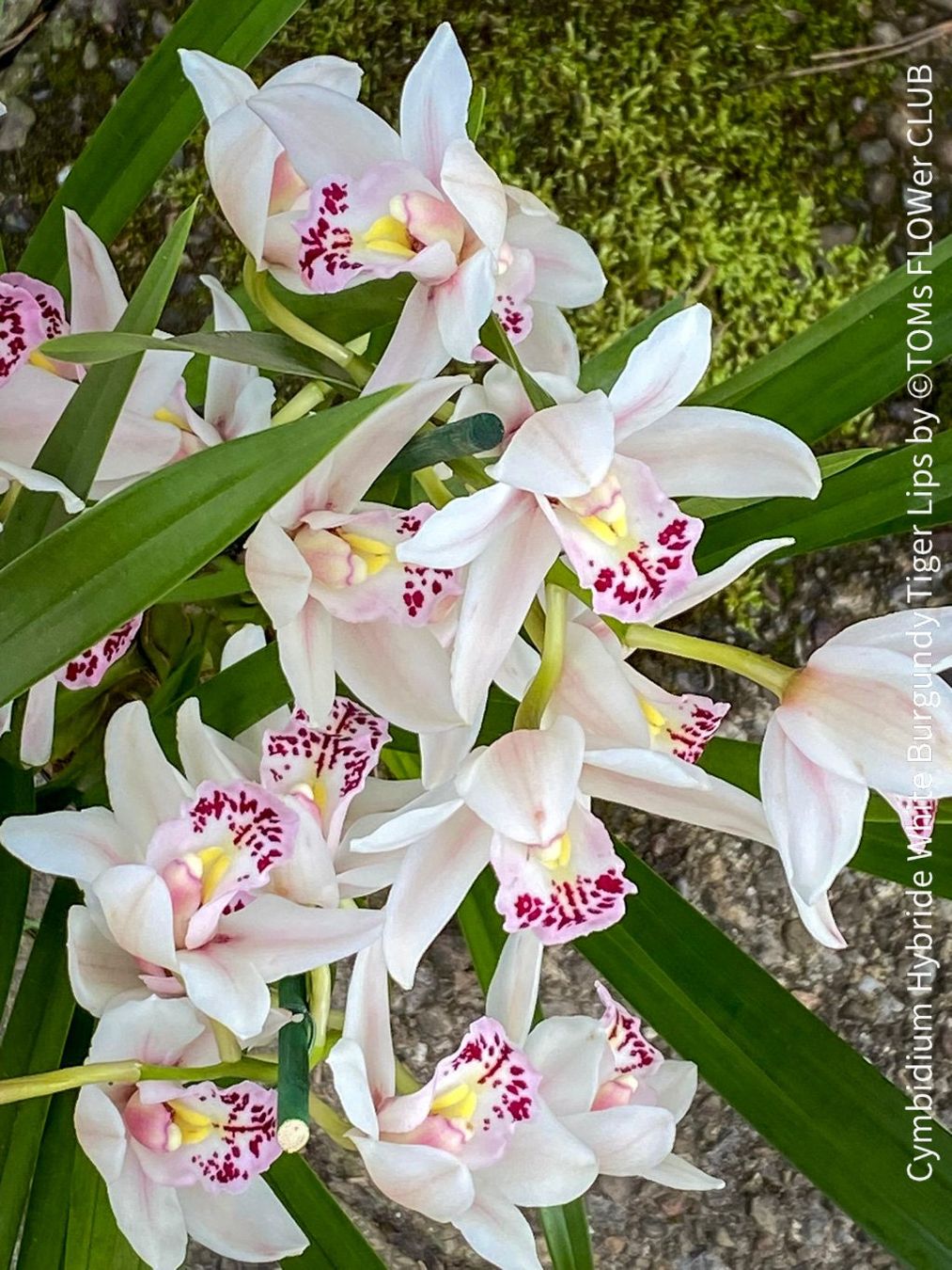 Piante & sementi: Cymbidium Hybride White Burgundy Tiger Lips – Nuovo e nell'imballaggio originale da Adliswil venduto da asTOMas963 1