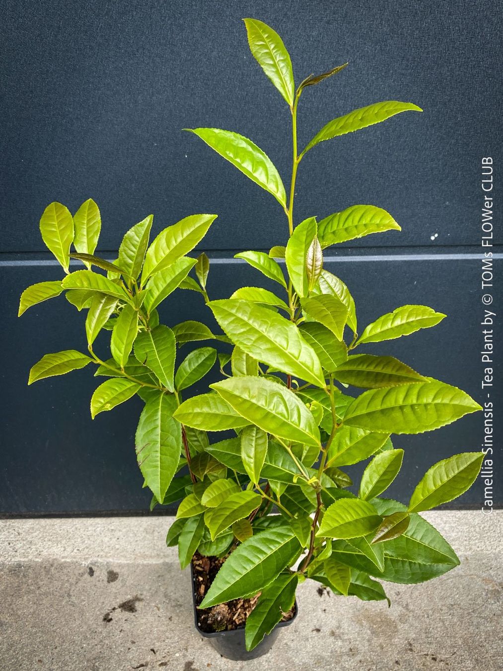 Piante & sementi: Camellia Sinensis - Teepflanze – Nuovo e nell'imballaggio originale da Adliswil venduto da astom369 4
