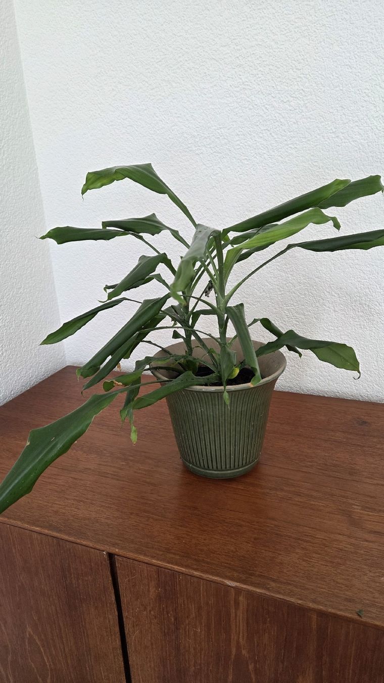 Piante & sementi: Drachenbaum (Dracaena) ohne Topf – Usato da Bern venduto da lil_5vnv
