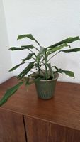 Drachenbaum (Dracaena) ohne Topf