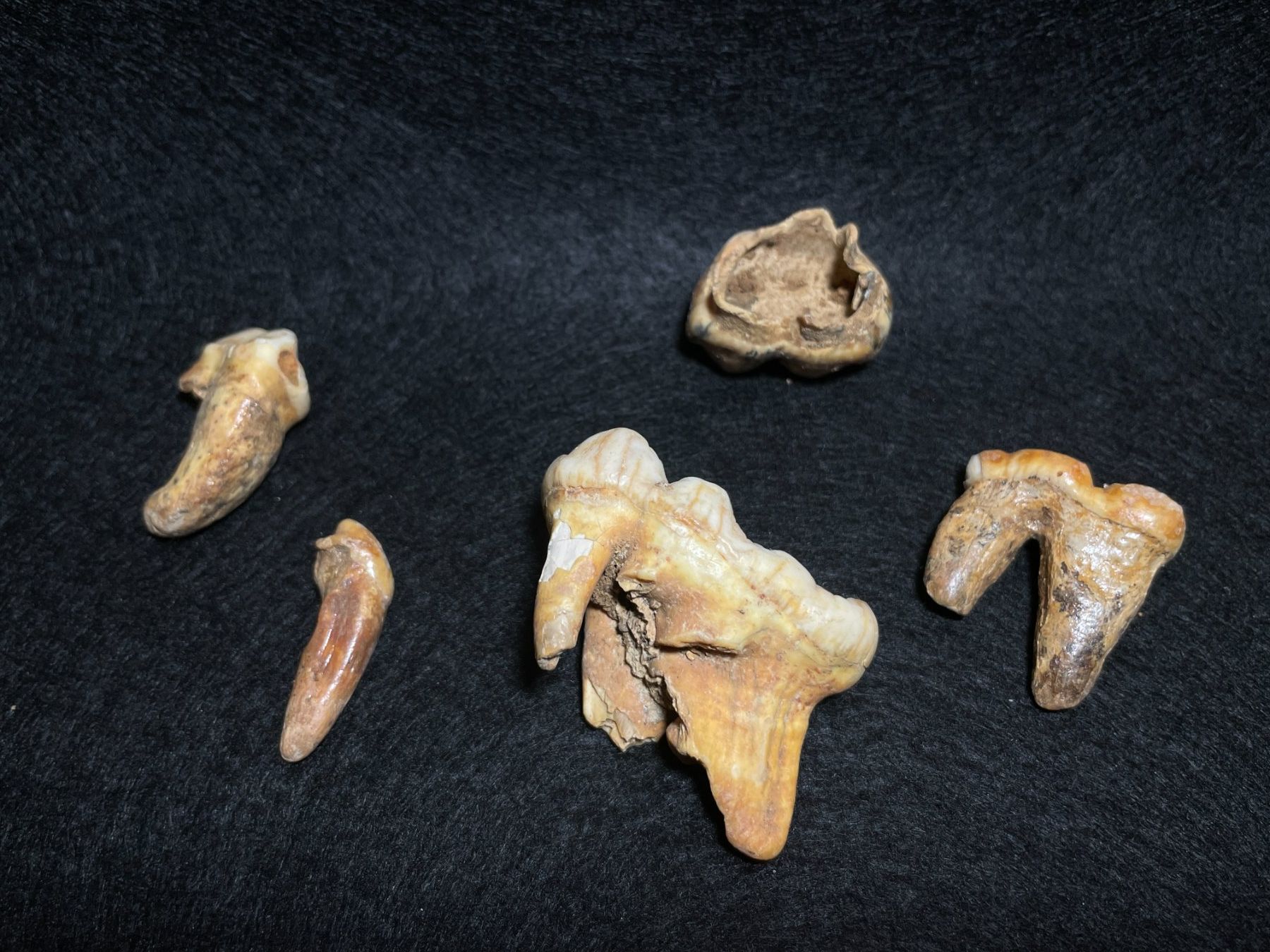 Fossili: Ours des cavernes, ensemble de dents. – Nuovo (secondo la descrizione) da Cernier venduto da Tashi_Delek 5