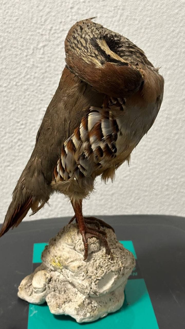 Il mondo degli animali: Ausgestopfter Vogel – Usato da Beringen venduto da Mantafisch1 3