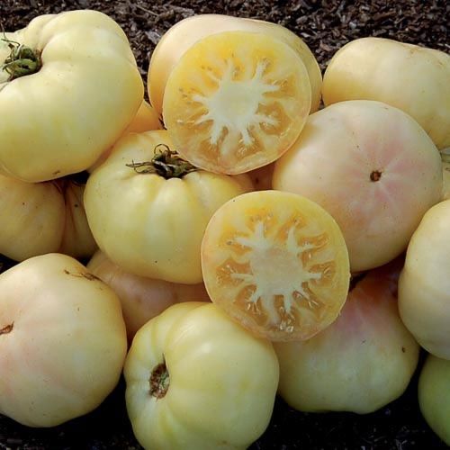 Piante & sementi: 30 Samen WHITE BEAUTY Tomate – Nuovo (secondo la descrizione) da Ehrendingen venduto da VerveinaSamen 1