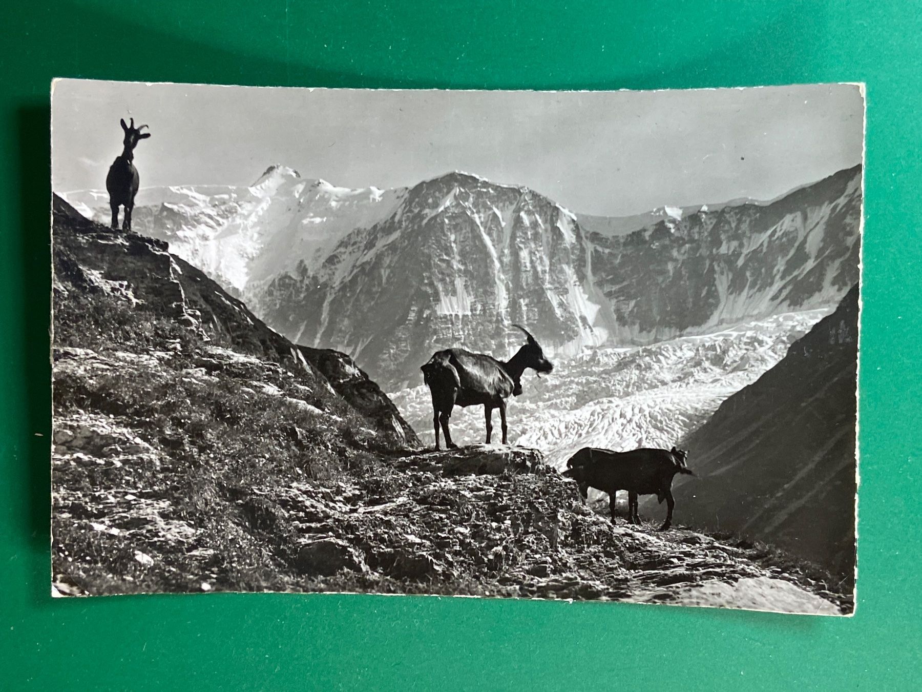 Ansichtskarten: Grindelwald - Am Weg nach Bäregg – Gebraucht aus Steg VS von _vinci_