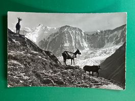 Grindelwald - Am Weg nach Bäregg