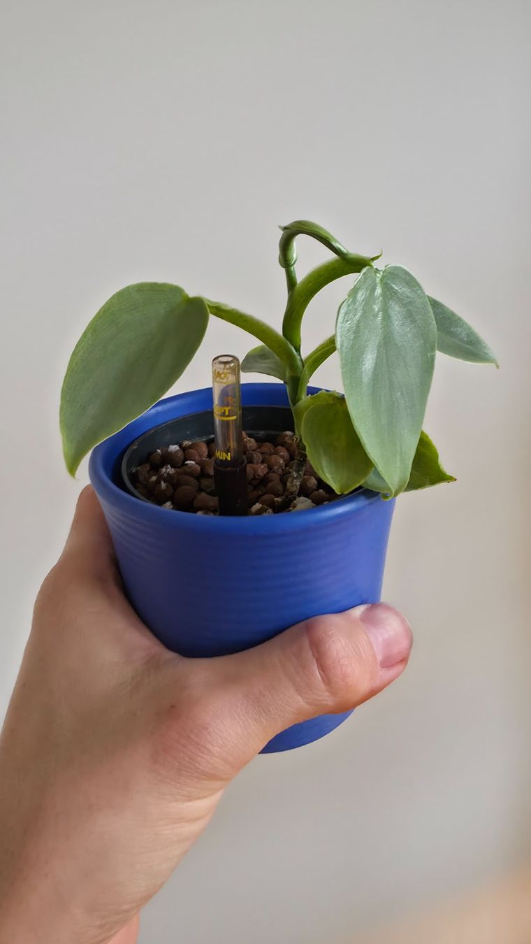 Pflanzen & Samen: Philodendron Silver Sword – Neu (gemäss Beschreibung) aus Zürich von The_Plant_Wizard 1