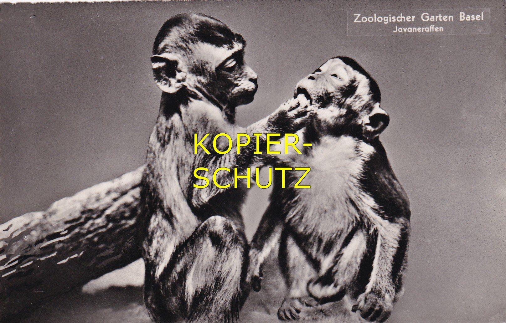 Cartoline postali: Zoologischer Garten Basel - Javaneraffen /mp – Usato da Hombrechtikon venduto da Rudolf07