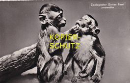 Zoologischer Garten Basel - Javaneraffen /mp
