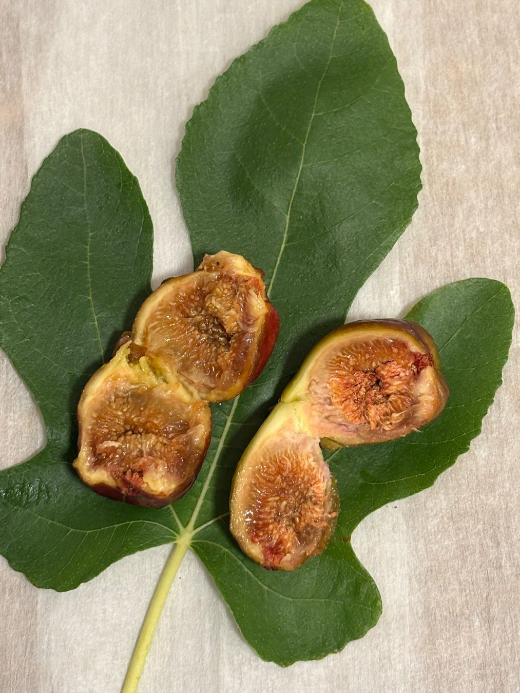 Plantes & graines: Feigenbaum 2 Stück – D'occasion à Wil SG par Mogli301 2
