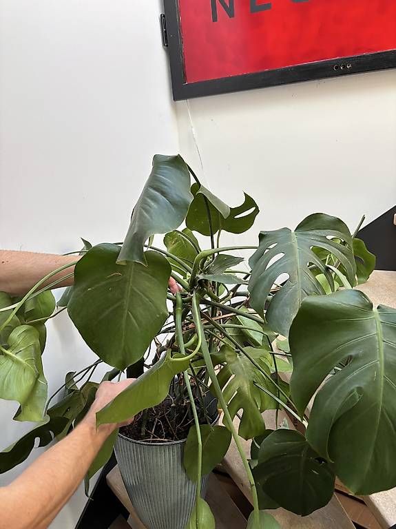 Pflanzen & Samen: Große Monstera inkl. Topf – Gebraucht aus Zürich von jon_5xjd 1