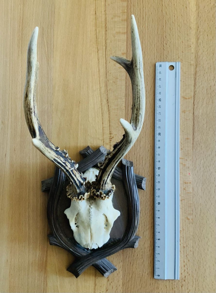 Altre raccolte & rarità: Rehgeweih auf Holzschild montiert, Jagd trophäe – Usato da Lufingen venduto da lotzstef 2