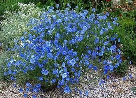 Piante & sementi: Linum perenne LIN VIVACE  20x – Nuovo (secondo la descrizione) da Bremblens venduto da FIBONACCI369
