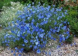 Linum perenne LIN VIVACE  20x
