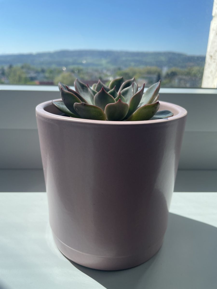 Piante & sementi: Echeveria succulent in pink ceramic pot – Usato da Uster venduto da momogarden 3