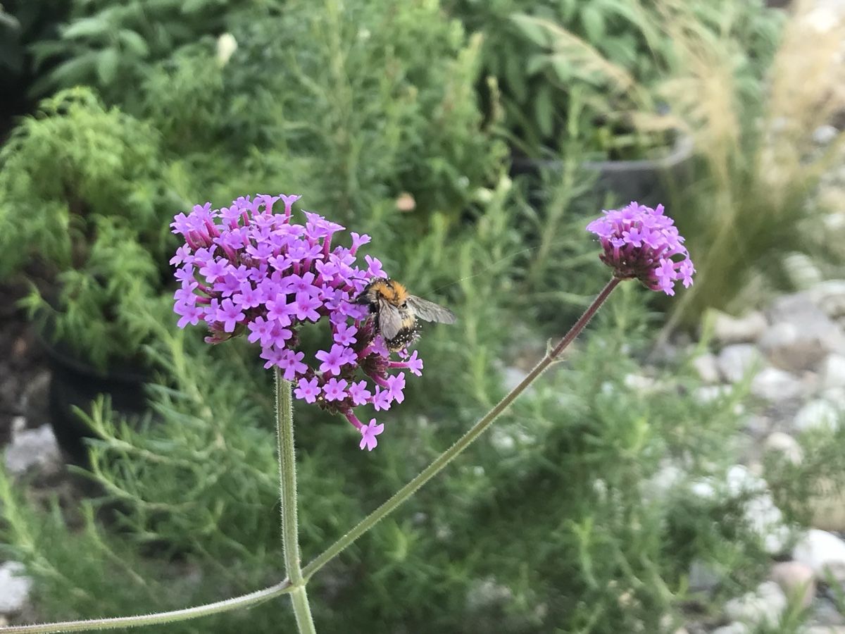 Plantes & graines: VERBENA - EISENKRAUT – Neuf (Voir description) à Buchs AG par fischli610 1