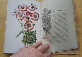 Shirley Hibberd "Familiar Garden Flowers"  ca.1900 , 5 Vols
