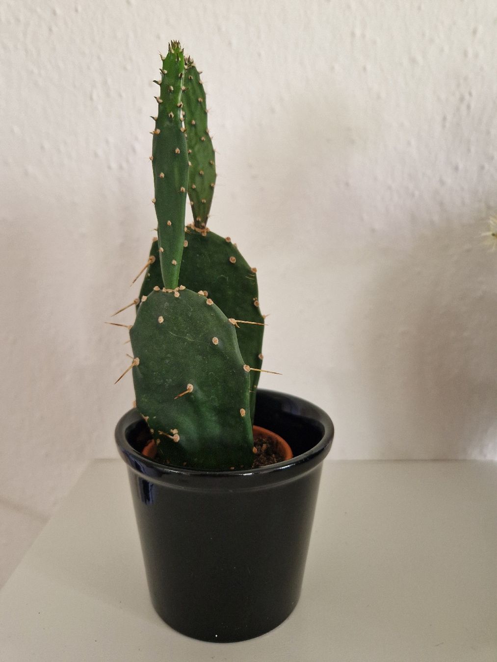 Piante & sementi: Kaktus Opuntia – Usato da Triengen venduto da KittyKat6
