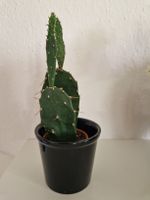 Kaktus Opuntia