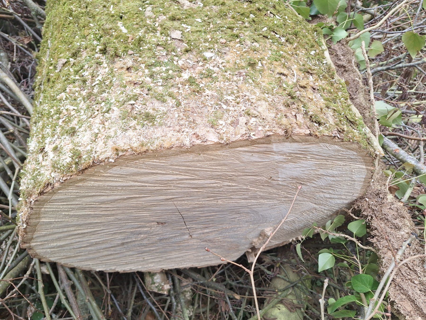 Articoli in legno: Eschenstamm 5,6Meter – Nuovo e nell'imballaggio originale da Ufhusen venduto da Caliban86 3