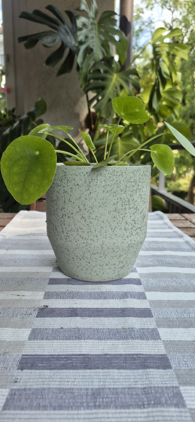 Piante & sementi: Pianta Pilea con vaso – Usato da Oberengstringen venduto da jessica2023