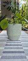 Pianta Pilea con vaso