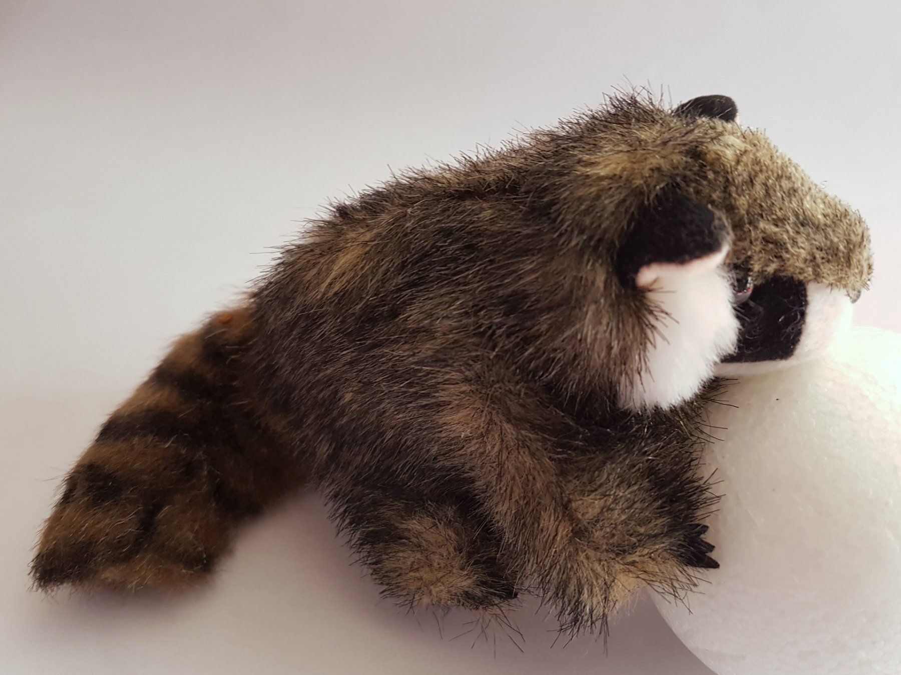Bambole: FOLKMANIS: Fingerpuppe Waschbär  / NEU – Nuovo e nell'imballaggio originale da Dürrenäsch venduto da Didaedi 1
