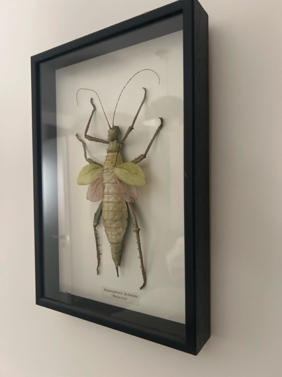 Alle Dekorationen: Framed Insect Specimen Heteropteryx dilatata – Gebraucht aus Luzern von TIsabel 1