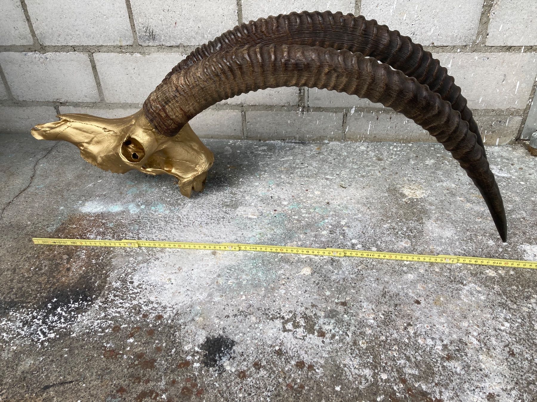 Il mondo degli animali: Rappenantilope Trophäe  1 – Usato da Grosswangen venduto da arum01