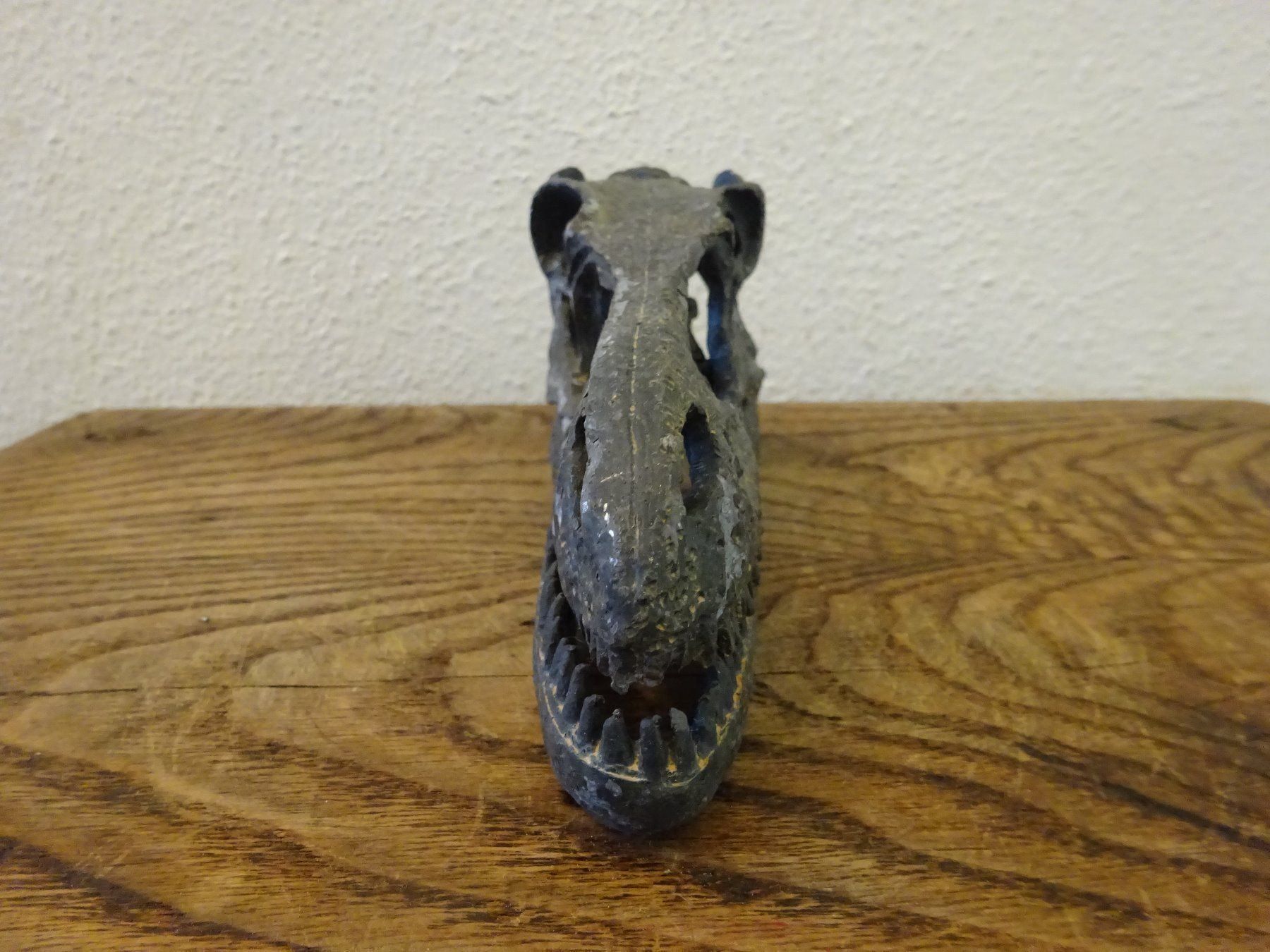 Fossili: Skulptur Schädel Saurier – Usato da Esslingen venduto da eintagammeer 2