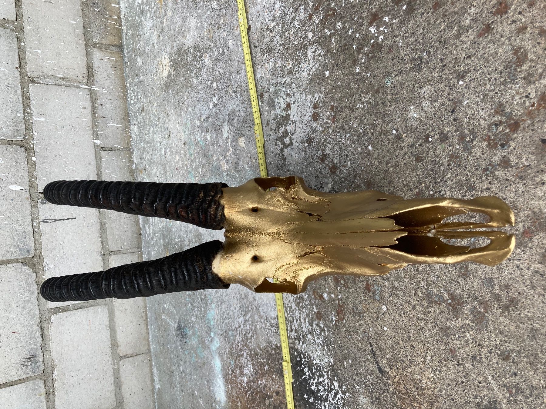 Il mondo degli animali: Rappenantilope Trophäe  3 – Usato da Grosswangen venduto da arum01 2
