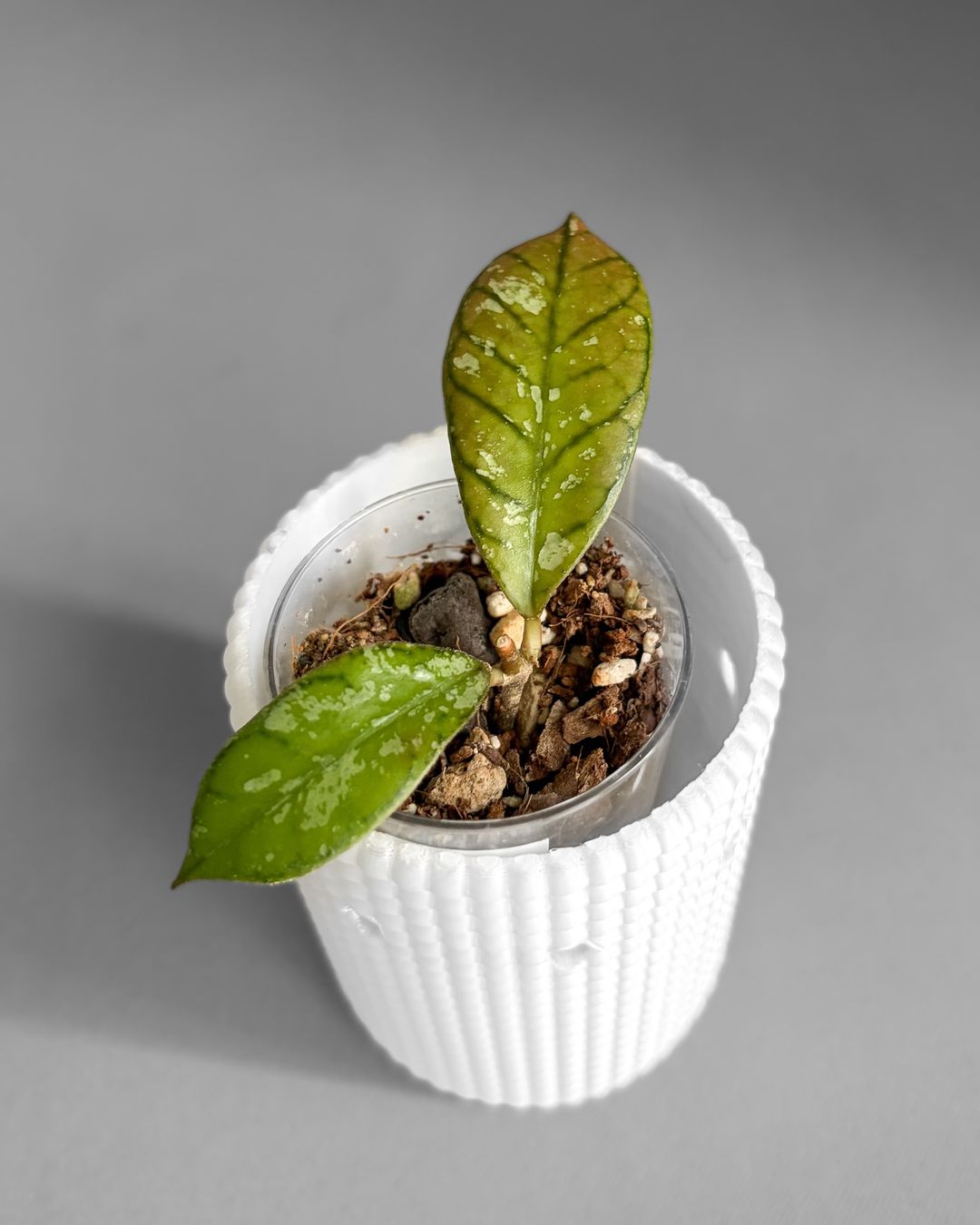 Pflanzen & Samen: Hoya Gunung Gading Ghost (Silver) – Neu (gemäss Beschreibung) aus Seuzach von ani_ma 1