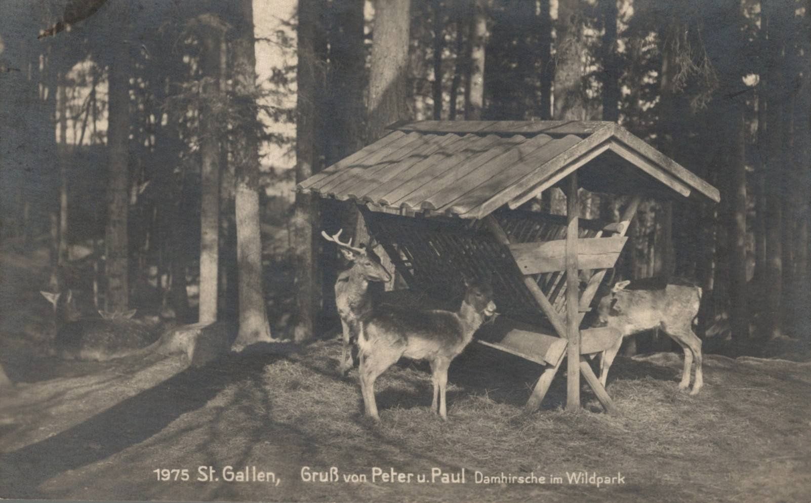 Cartoline postali: Alte Ansichtskarte St. Gallen, Damhirsche im Wildpark – Usato da Luzern venduto da Kartenansicht