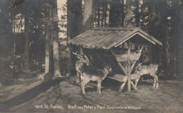 Alte Ansichtskarte St. Gallen, Damhirsche im Wildpark